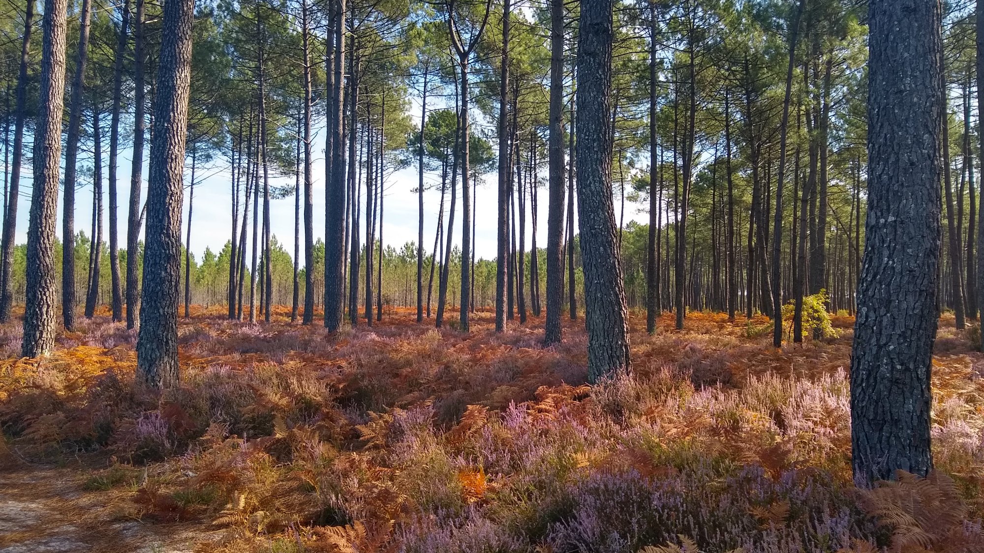 Forests and heather