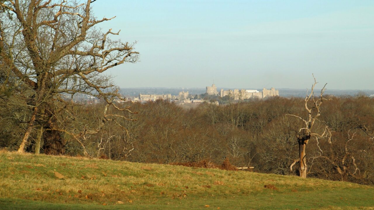 A stroll in Windsor Great Park