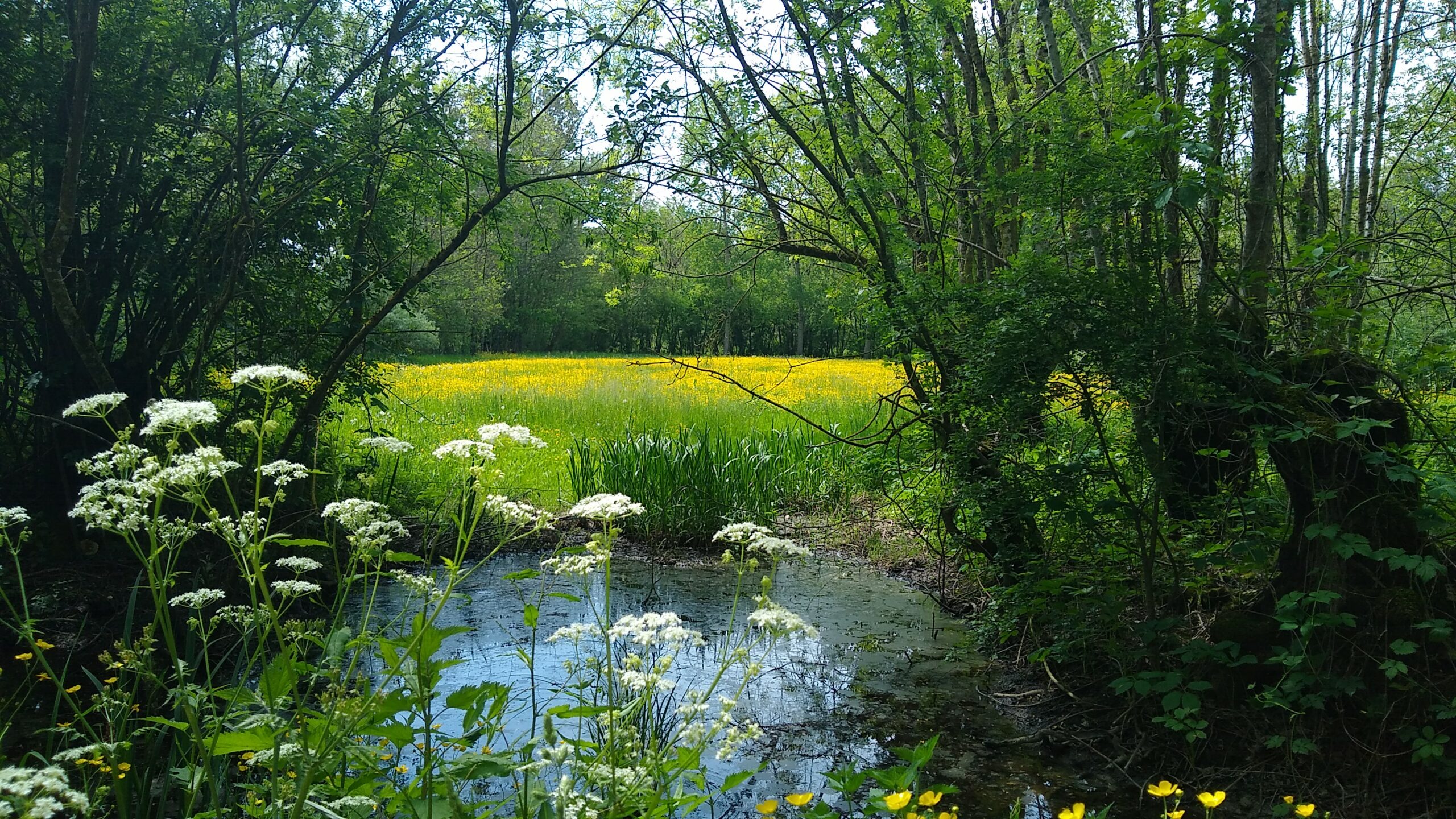 Buttercups and storks