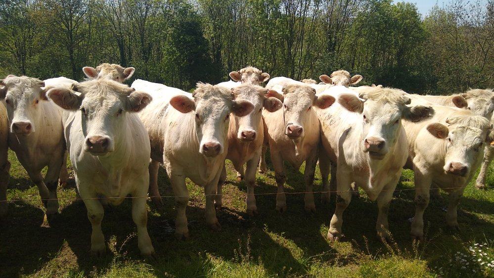 Cows and cow parsley at la-chapelle aux lys.