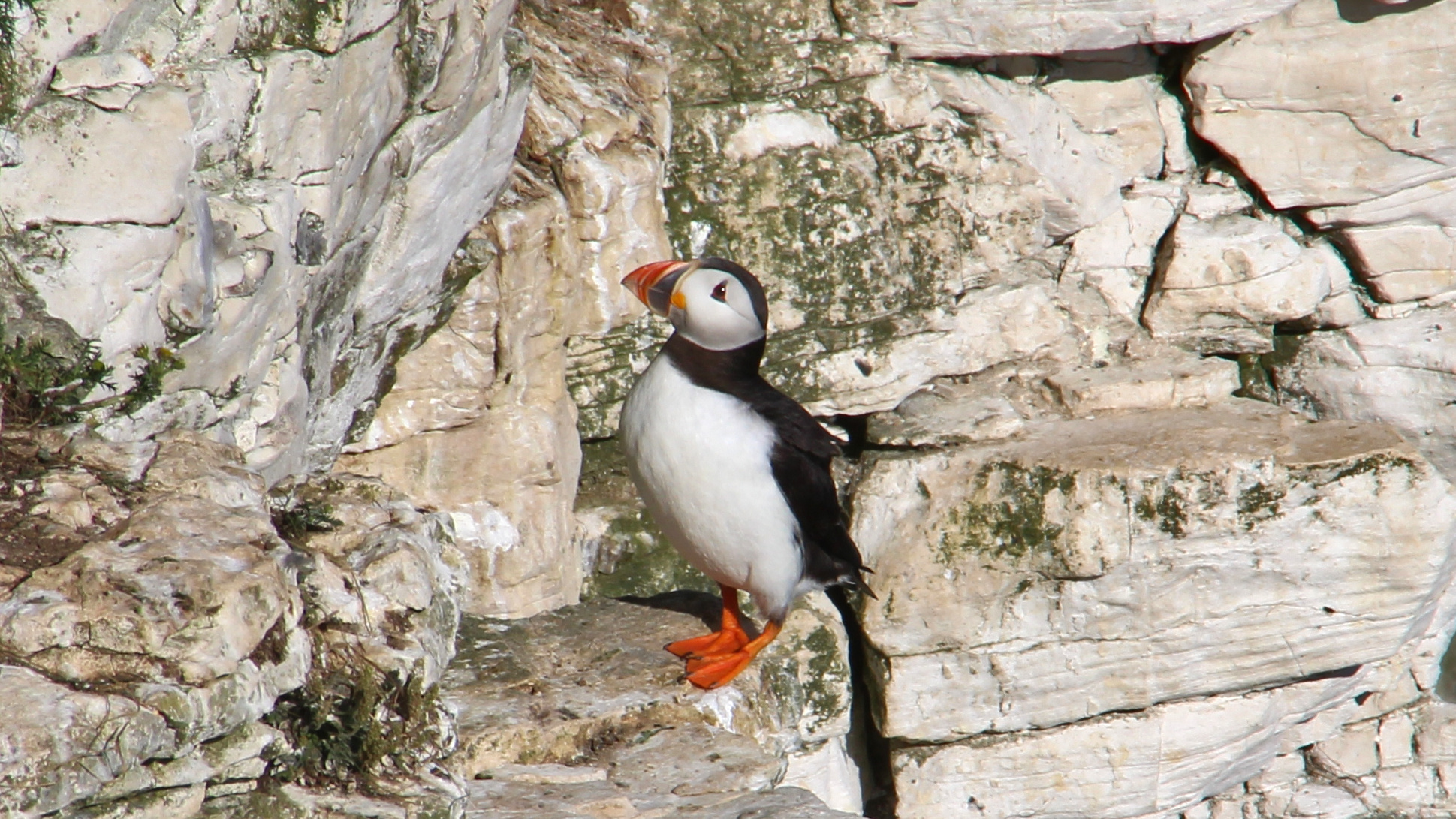 Puffins, Kokos and ice cream.