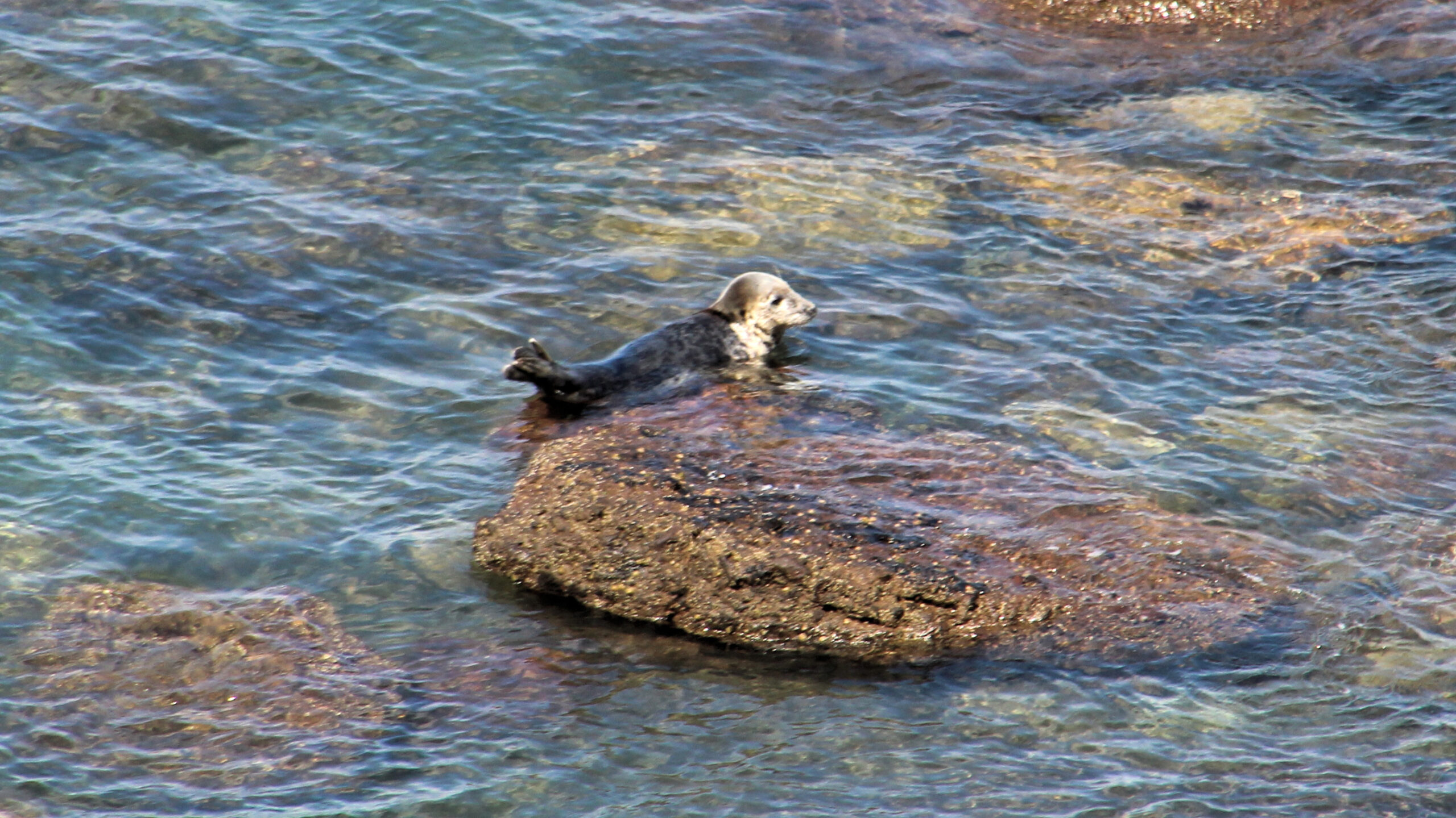 Scarborough and seals at Ravenscar.