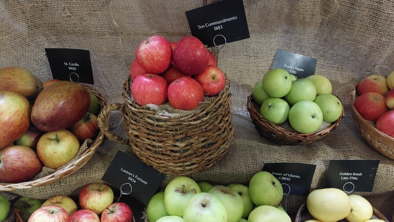 Erddig apples